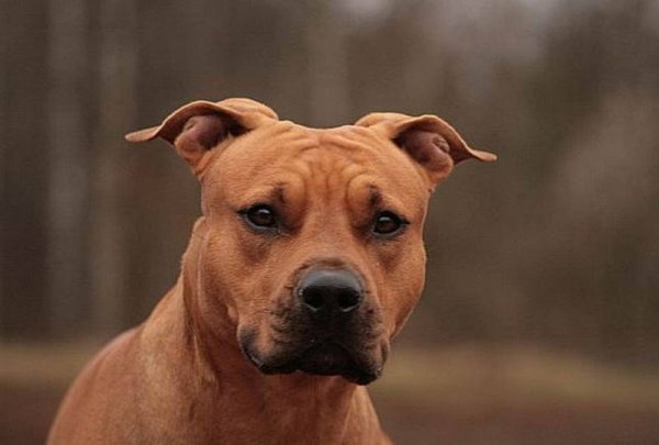 Американский стаффордширский терьер отличный друг и защитник