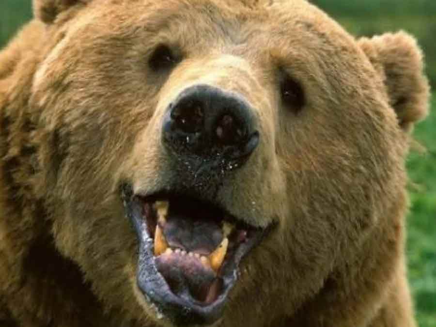 Медведь залез в авто отдыхающих и разбил салон