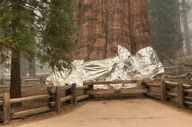 Одно из самых высоких во всем мире дерево обвернули в фольгу, в надежде сохранить от пожара