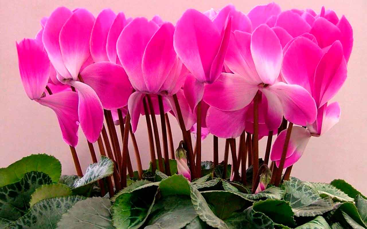 Горшечные цикламены, альпийские фиалки | Когда они цветут? Как о них заботиться?