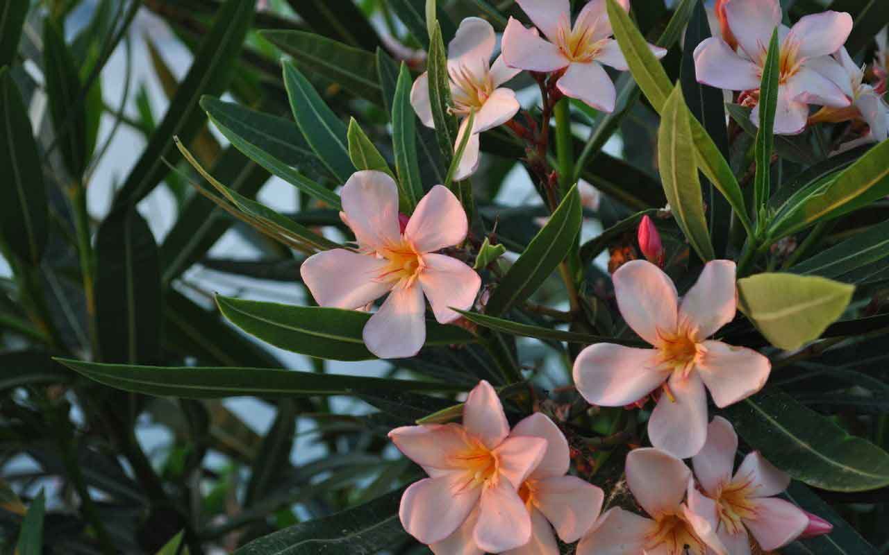 Как перезимовать олеандр? Что сделать, чтобы он продержался до следующего сезона?