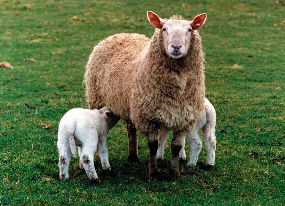 Овечье молоко: свойства, польза и пищевая ценность