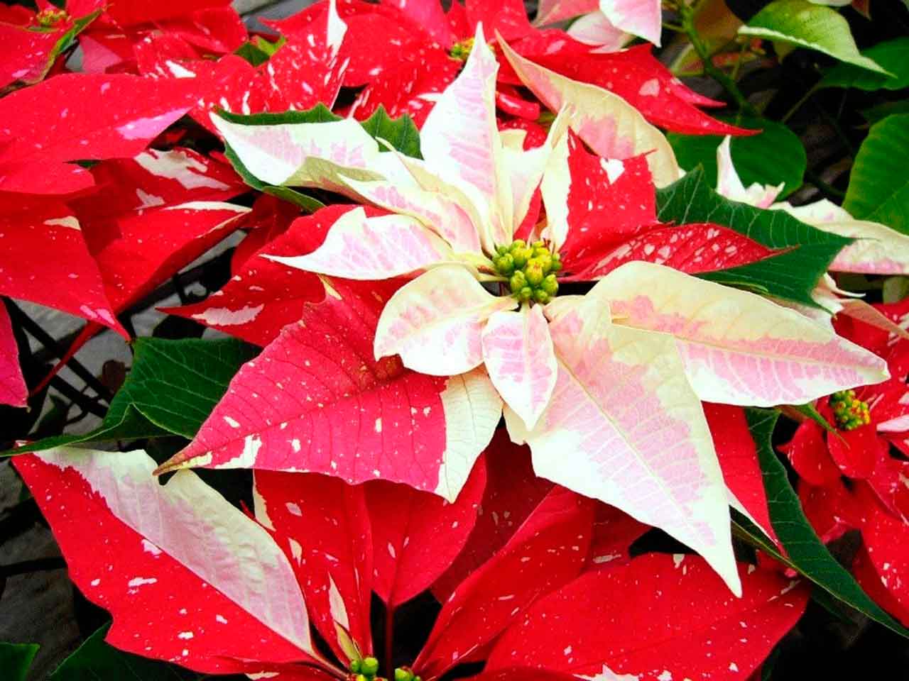 6 правил правильного полива пуансеттии