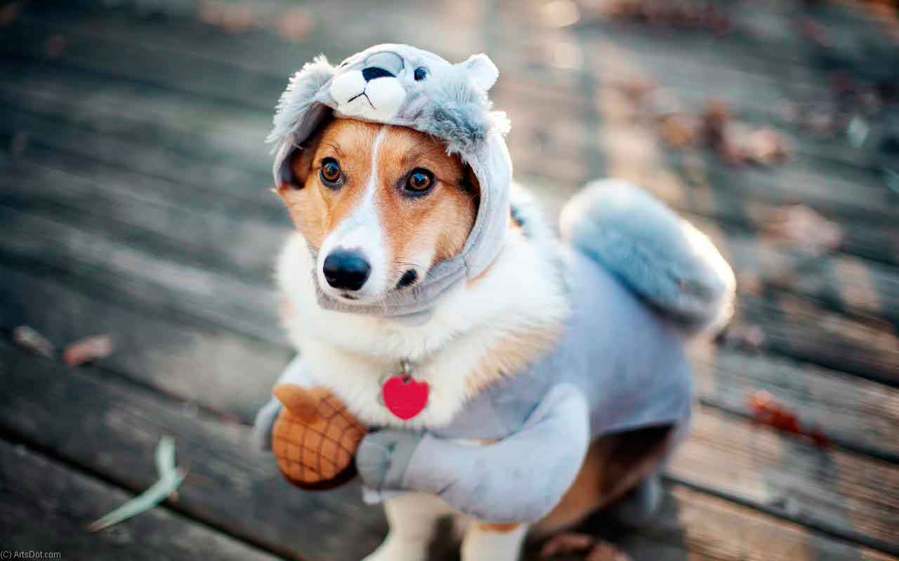 У меня собственническая собака: что делать?