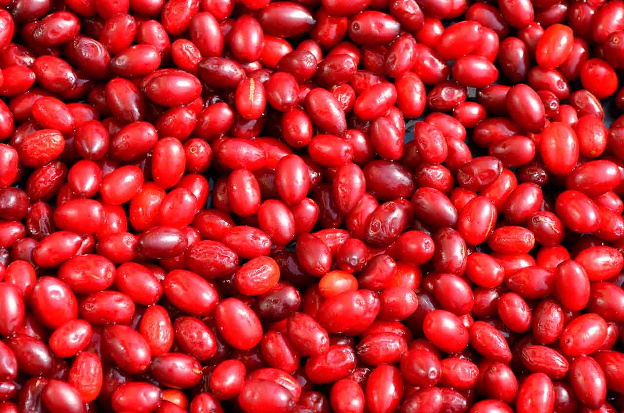 Кизил – лечебные свойства и применение