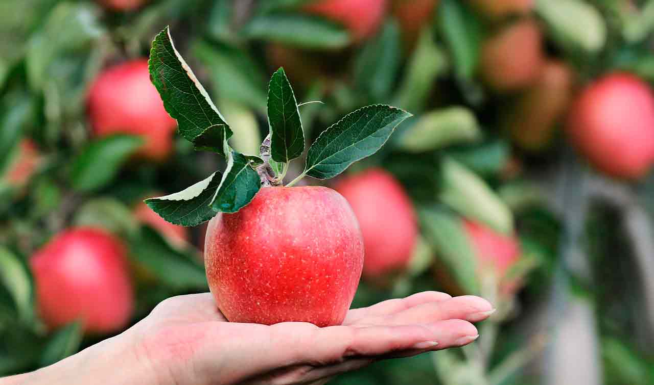 Зимний уход за фруктовыми деревьями | 4 процедуры, которые стоит запомнить