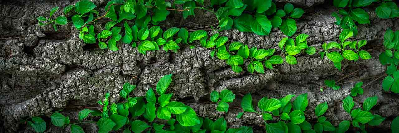 Какие растения можно сажать под деревьями?