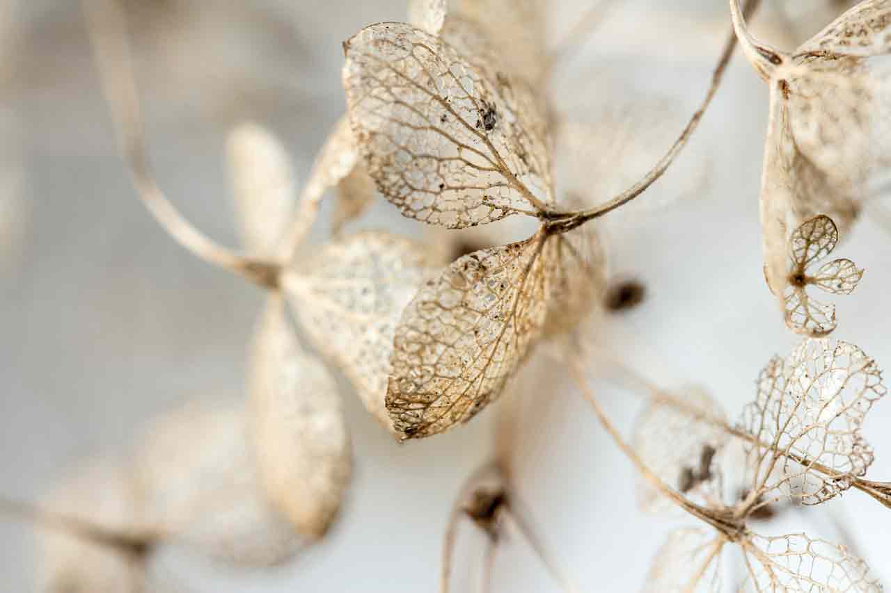 Как использовать листья для защиты растений от заморозков?