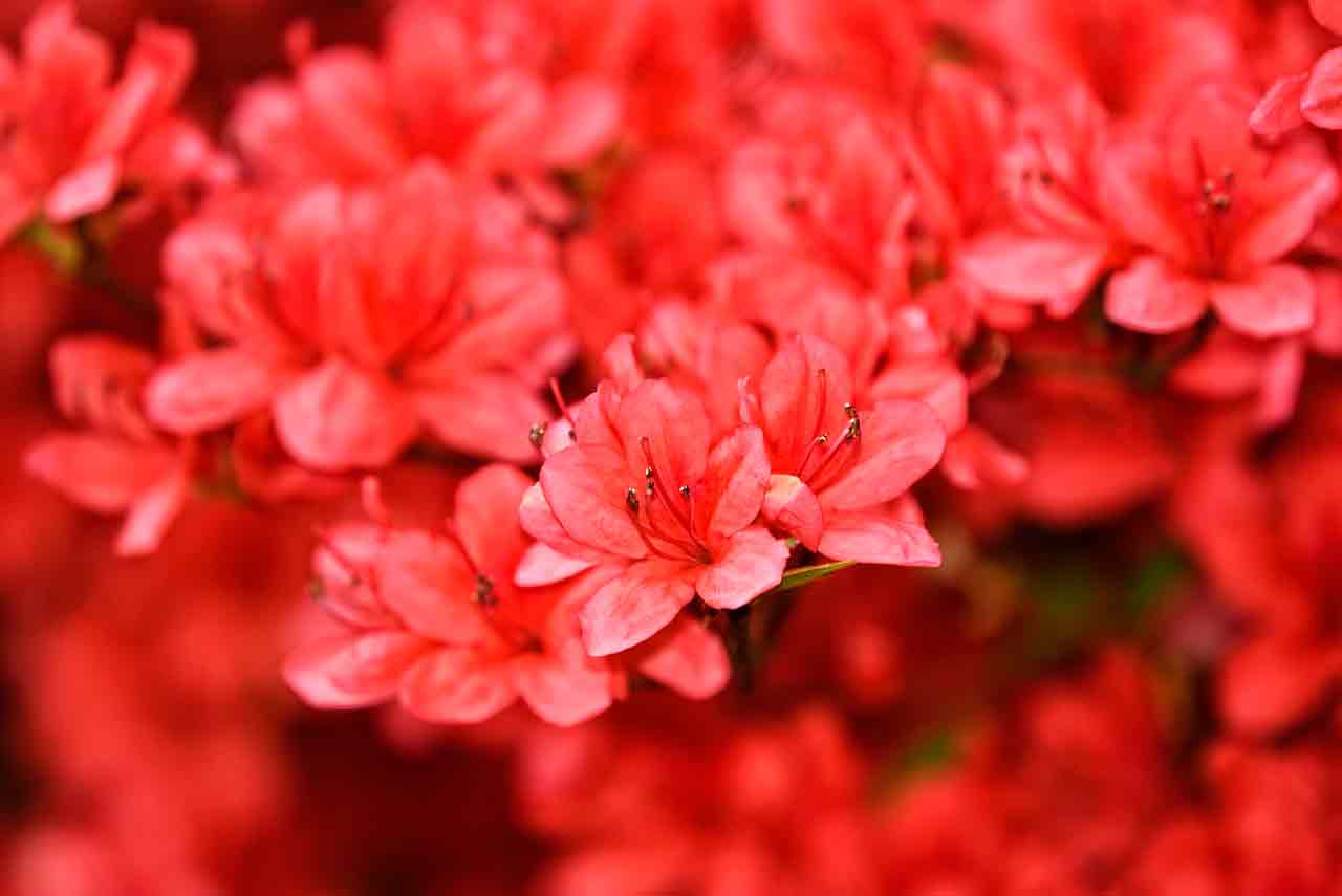 Азалия в саду и на террасе | Что сделать, чтобы она росла на долгие годы?