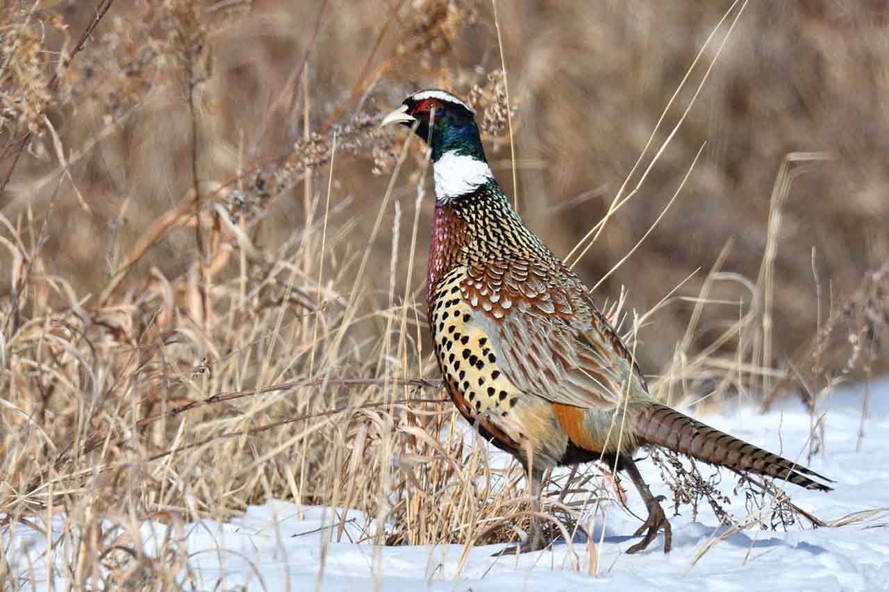 Какие существуют способы охоты на фазана?