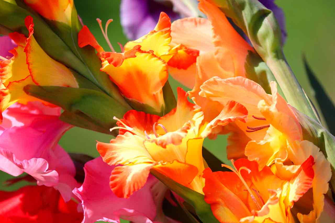 Посадка гладиолусов в горшки: шаг за шагом