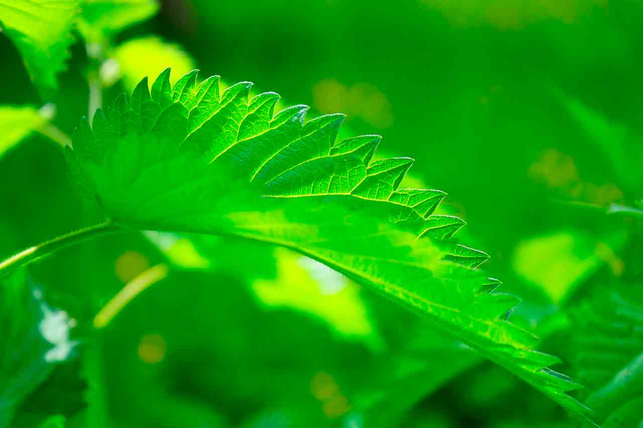 Вкусные блюда из крапивы | 2 простых рецепта