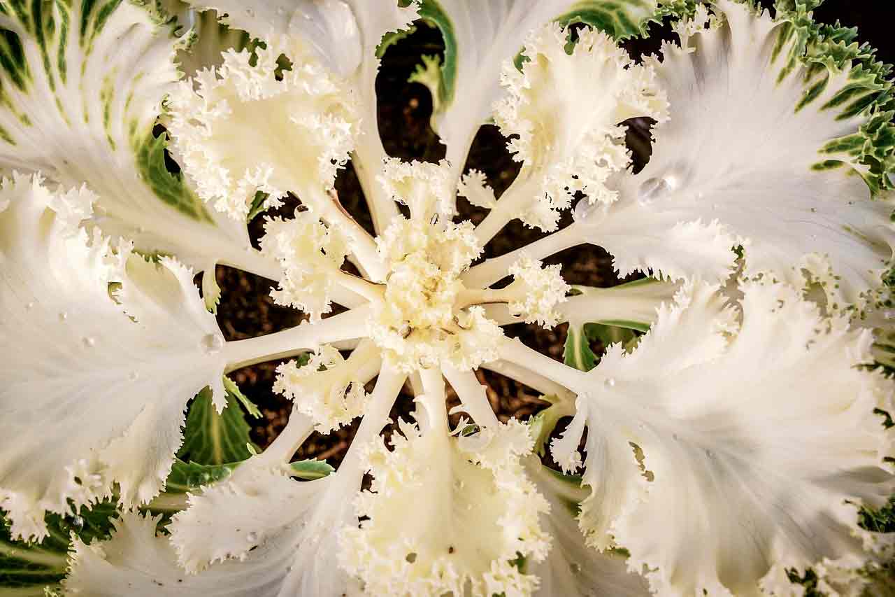 Полив растений зимой. Это очень важно | Как это сделать правильно?