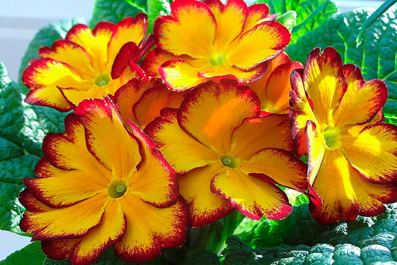 Многолетние растения для тенистого балкона: какие виды выбрать?