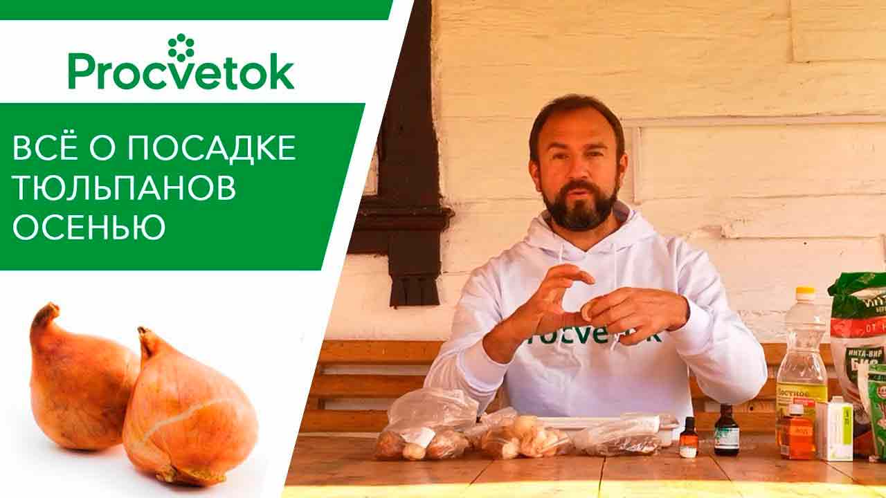 Посадка тюльпанов: сажай осенью, любуйся весной!