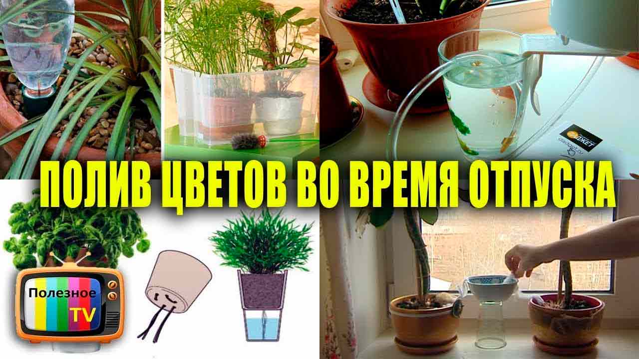 4 способа полить растения во время отпуска