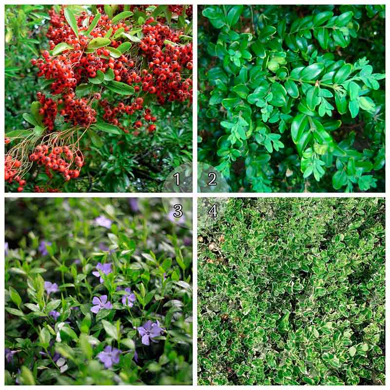 вечнозеленые кустарники