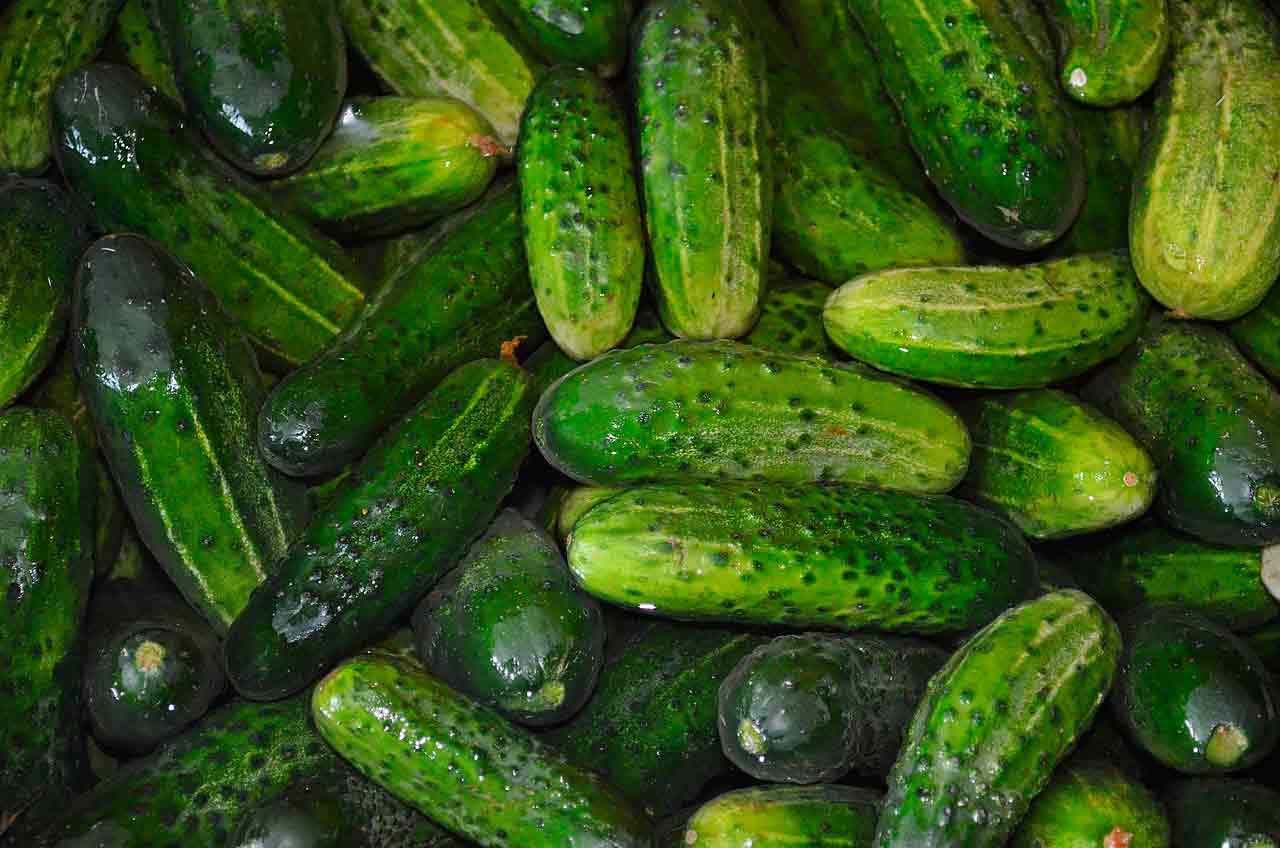 Когда собирать огурцы? Как это сделать?