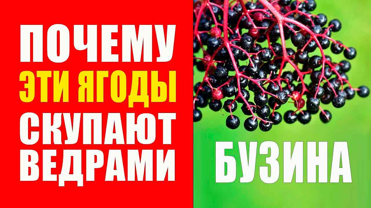 Бузина. Неприятный сорняк или ценная трава?