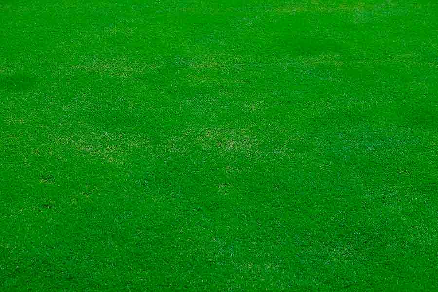 Искусственная трава против травы настоящей – какую стоит выбрать?