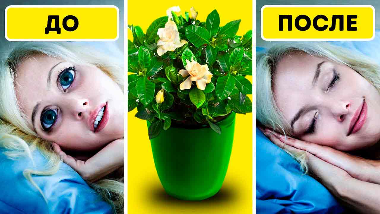 Поставьте эти растения в спальню и забудьте о бессоннице