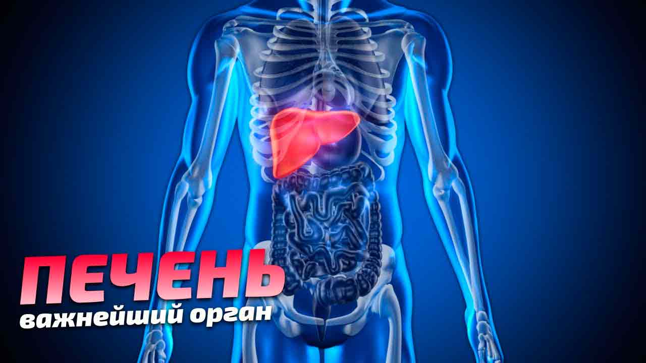 Печень – какие функции она выполняет и чем уникальна?