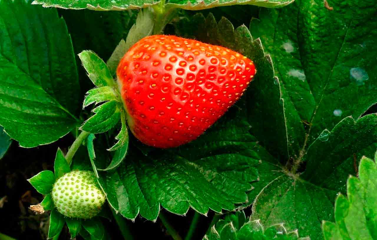 Сделайте это самодельное удобрение, и ваша клубника начнет расти с бешеной скоростью