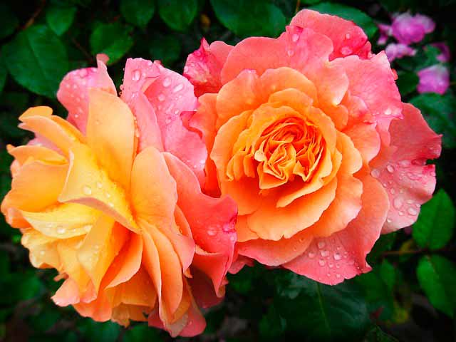 Красивые цветы - свежие цветы. Как правильно их выбрать?