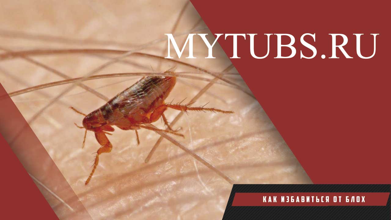 КАК ИЗБАВИТЬСЯ ОТ БЛОХ В ДОМЕ? ЭФФЕКТИВНЫЕ МЕТОДЫ ОТ БЛОХ