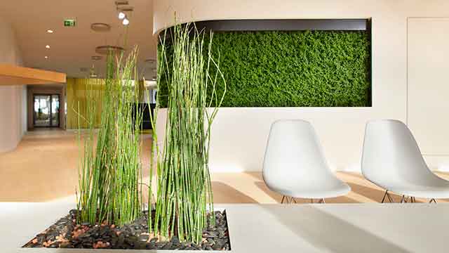 Преимущества использования мха в помещении